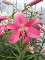 [1735 Donato No01.JPG]